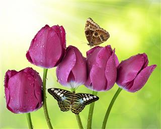 Fresh Purple Tulips