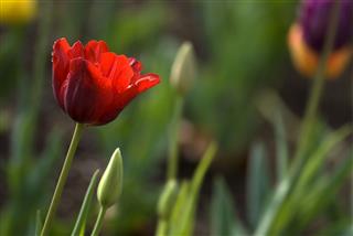 Red Tulip