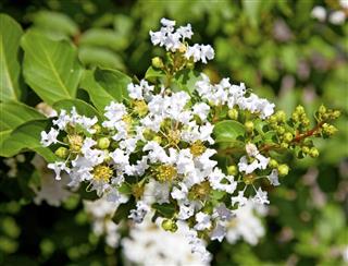 Crepe Myrtle Blossom