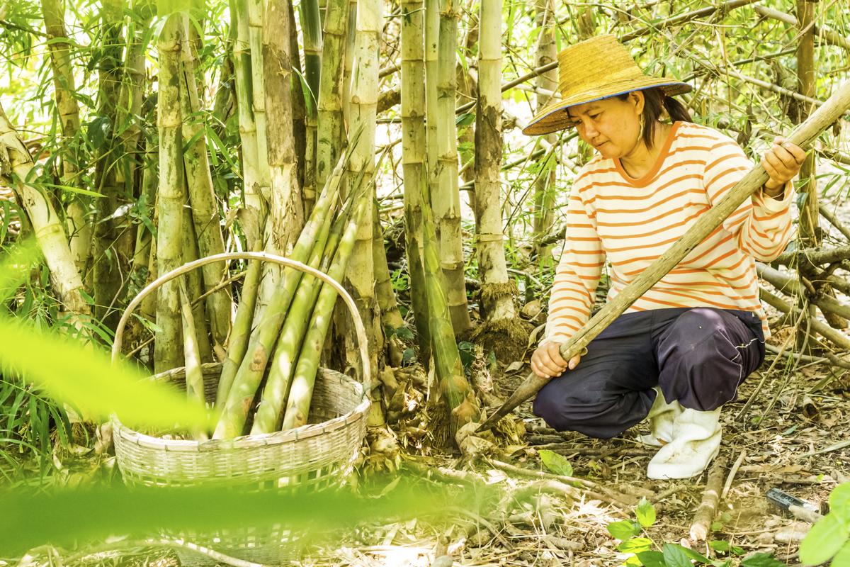Chop up bamboo shoots