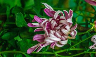 A Chrysanthemum