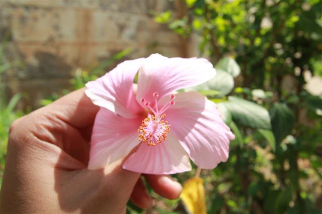 Hibiscus See Plants Flower
