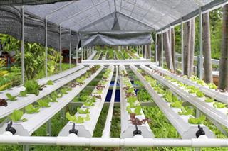 Step set-grown Hydroponic And How to grow carefully