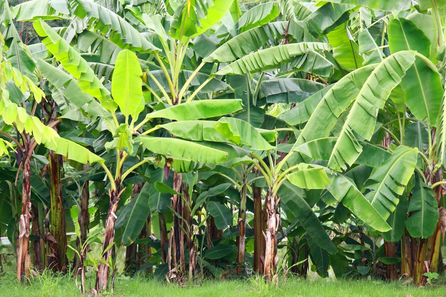 banana trees cluster
