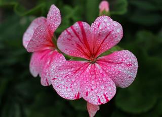 Morning Dew On A Geranium Flower