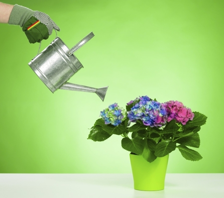 Watering Hydrangea