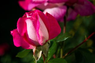 Pink Roses Are