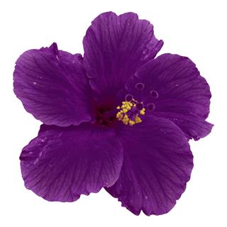 Violet Hibiscus