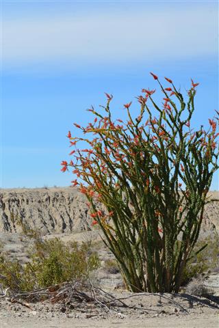 Ocotillo Shrub in Bloom