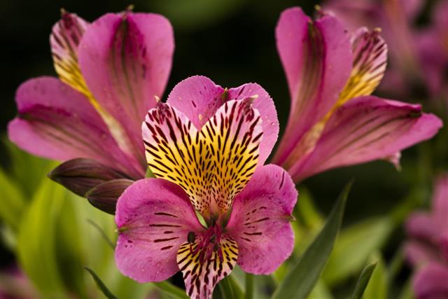 Alstroemeria Flower (Peruvian Lily)