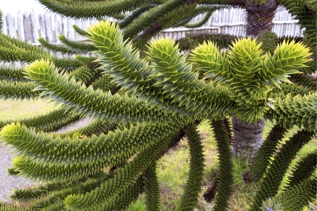 Foliage of Monkey Puzzle tree