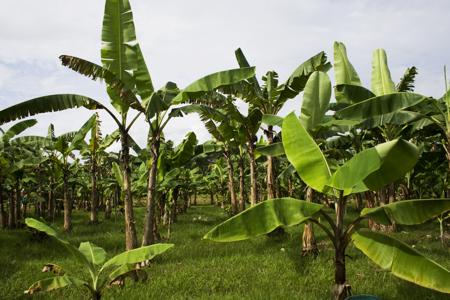 banana plantation
