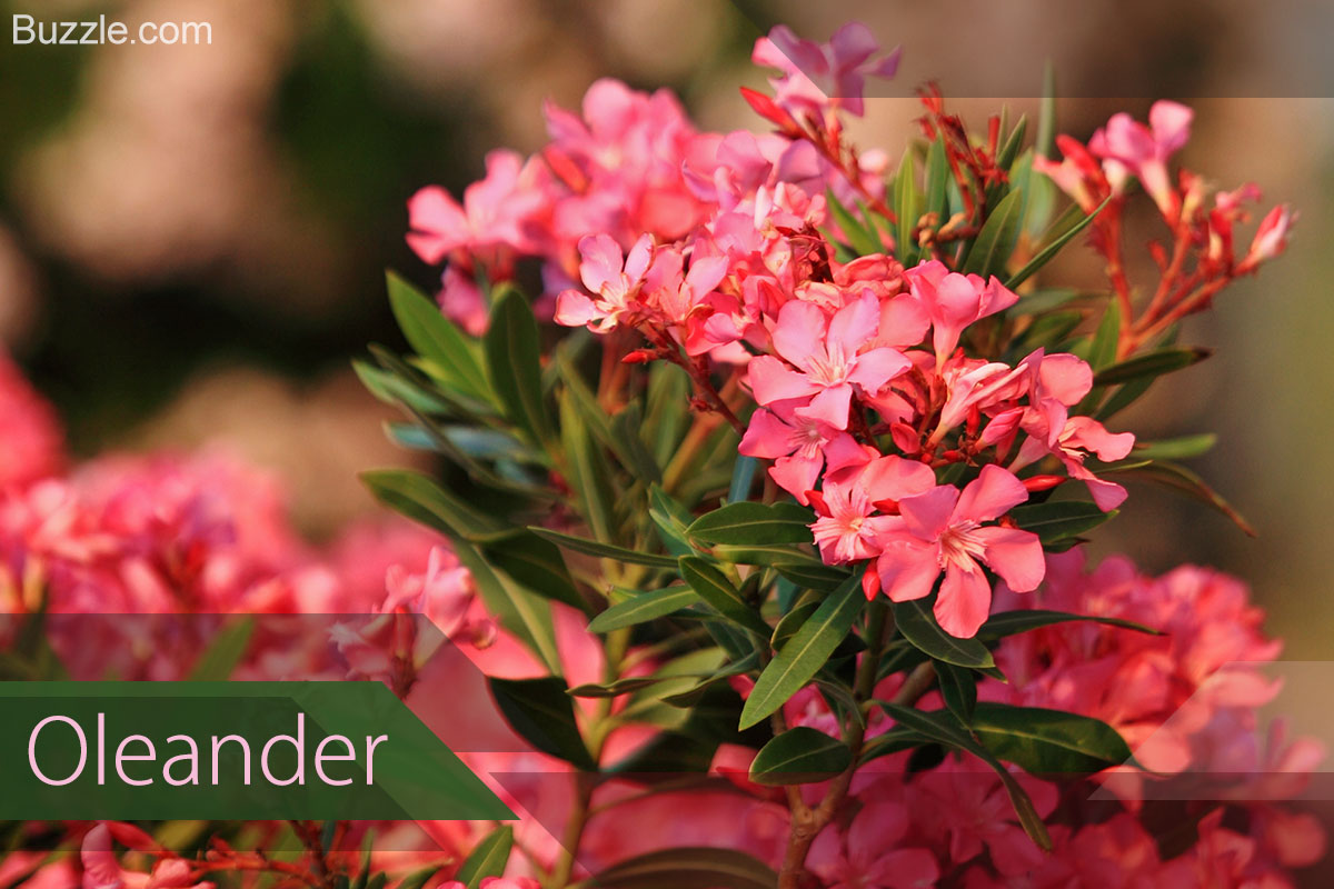 Oleander