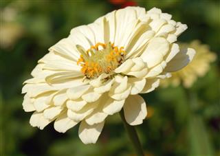Zinnia Close Up