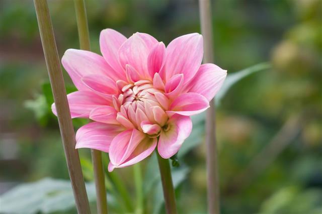 Pink Dahlia Flower