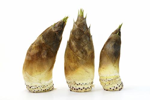 Young Bengal Bamboo Shoots