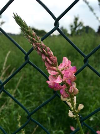 Flowering Sainfoin