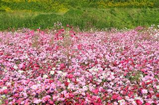 Flower Field Of Cosmos