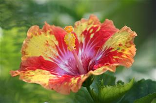 Tie Dye Hibiscus Flower