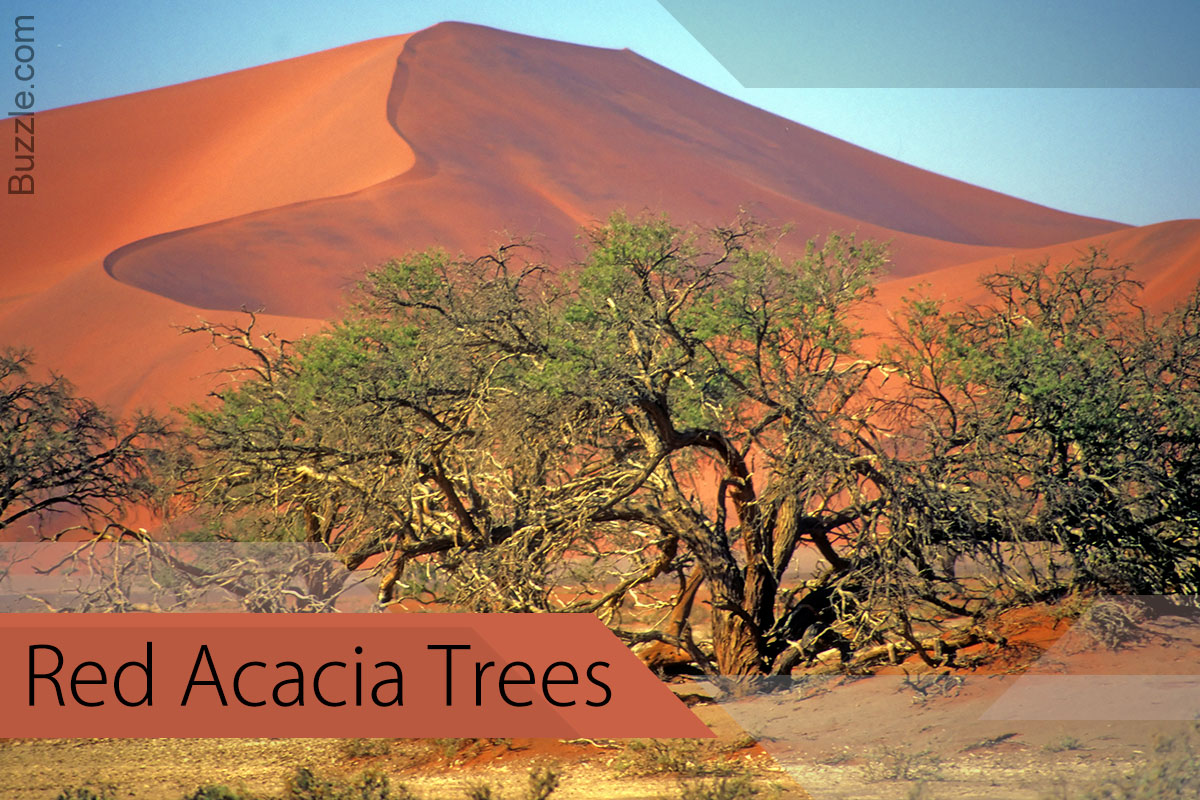 Red Acacia Trees