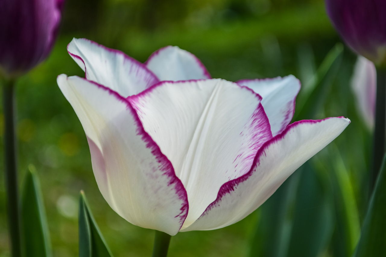 White Petals And Purple Edges Tulip