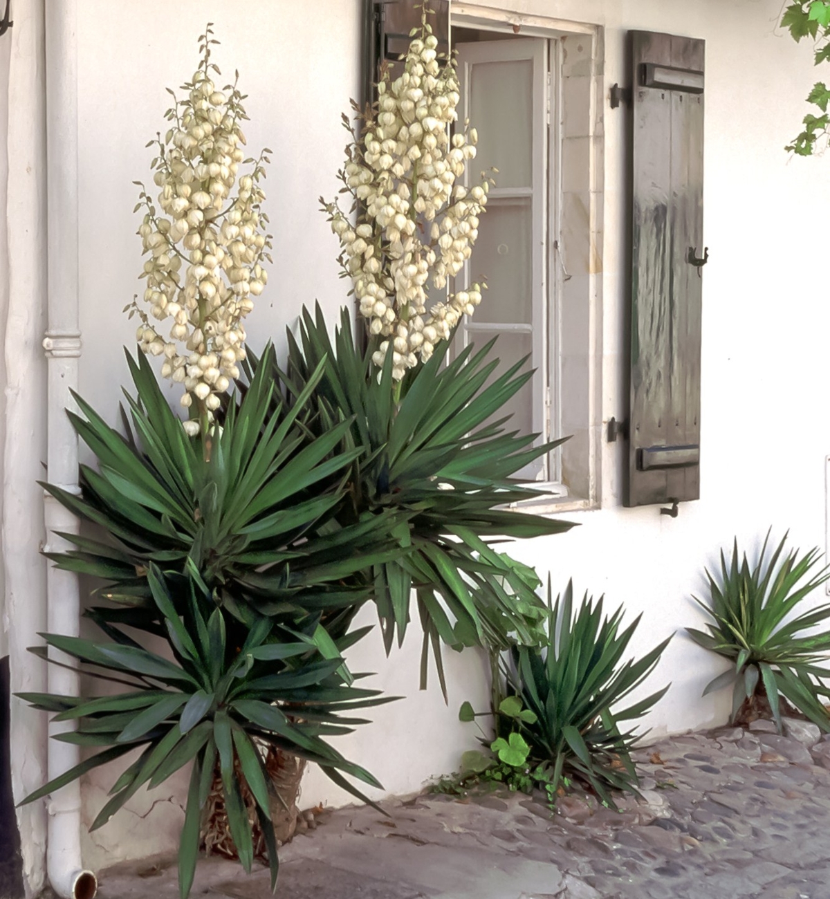 Yucca in Saint-Martin-de-Re, France
