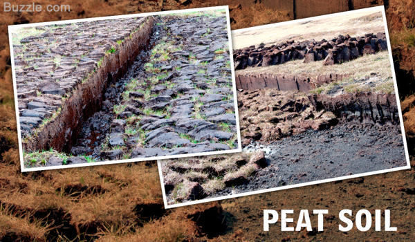 Peat Soil
