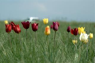 Tulips