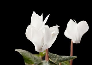 Cyclamen Flowers