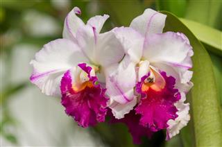 Orchid Flower