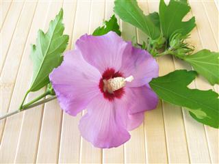 Hibiscus Flower