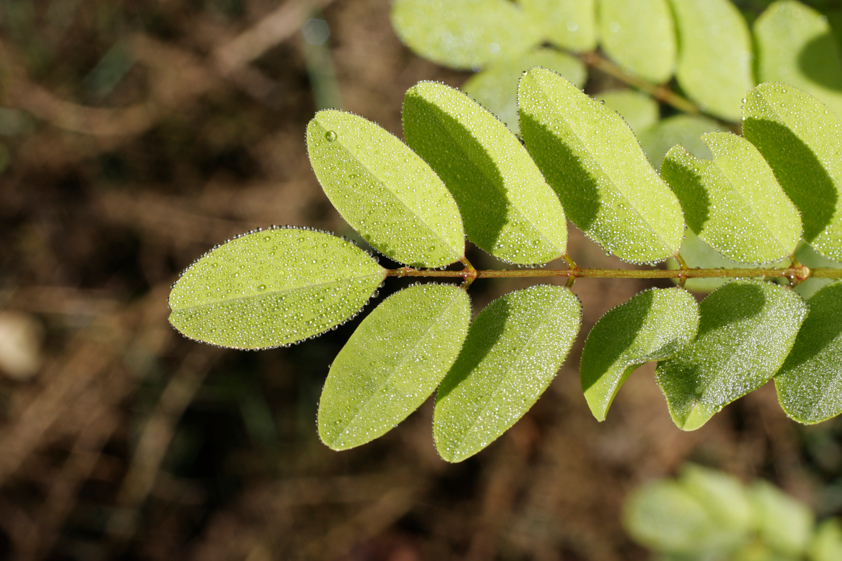 Spots of dew on yellow green leaflets honey locust tree