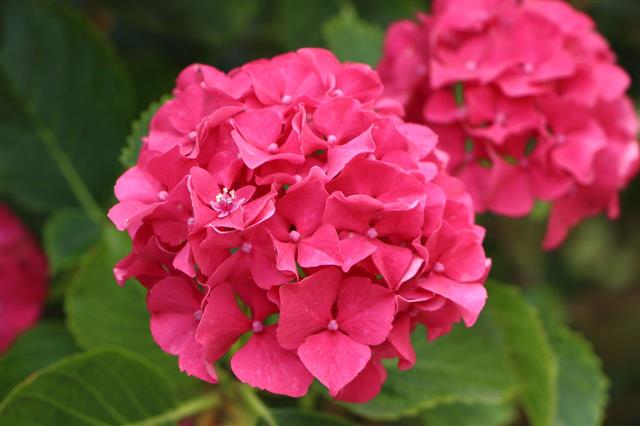 Pink Hydrangea Flower