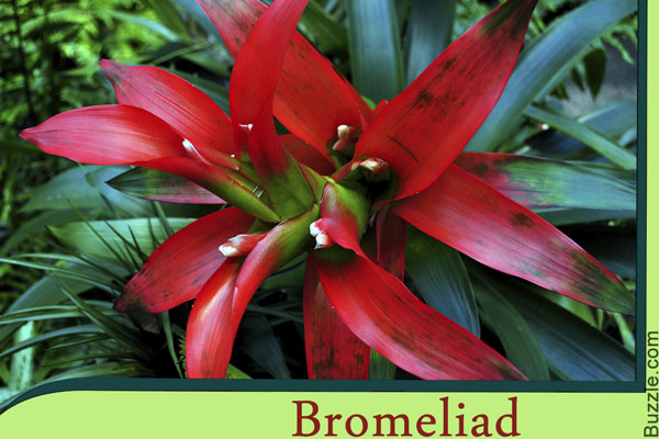 Bromeliad