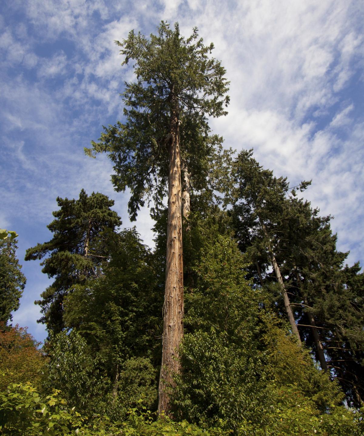 Red Cedar tree