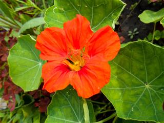 Striped Orange Large Petunia