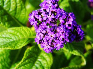Heliotropium Arborescens
