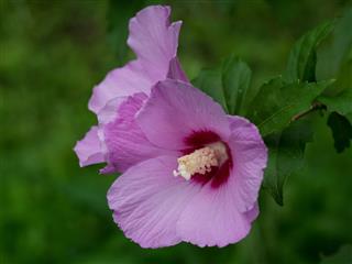 Flower Of Beautiful Rose Of Sharon