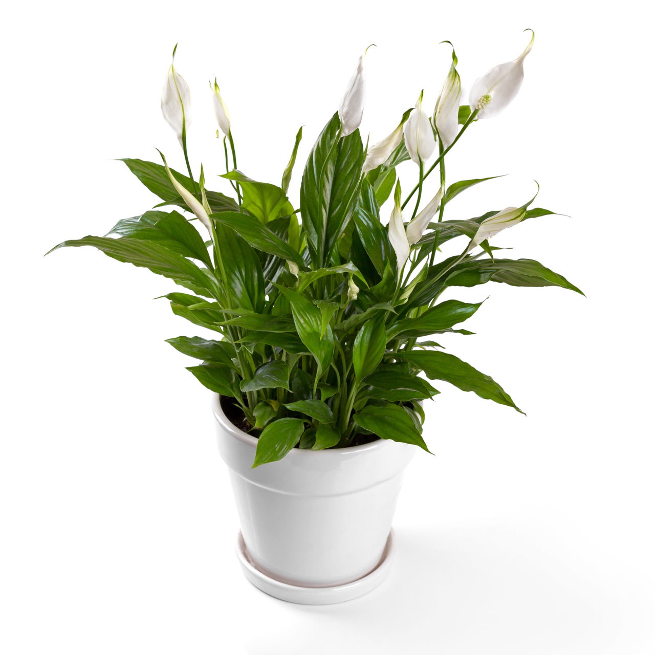 Potted Spathiphyllum Flower