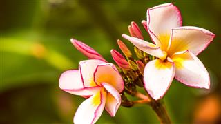 Two Lilac Frangipani Plumeria Flowers