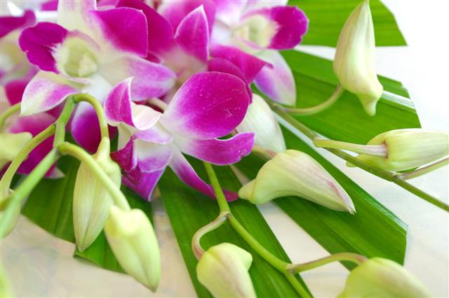 Singapore Orchids On Raphis Palm