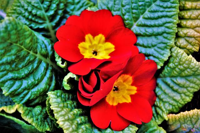 Close Up Of Red Primrose