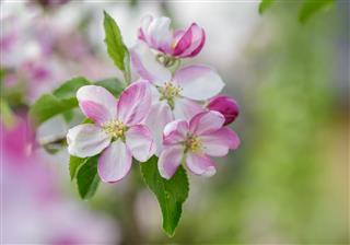 Apple Blossom