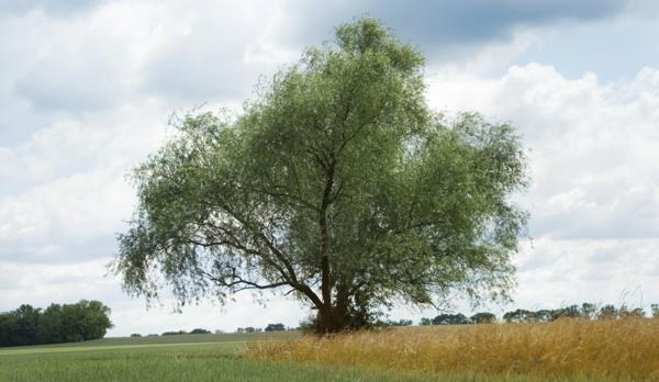 willow oak
