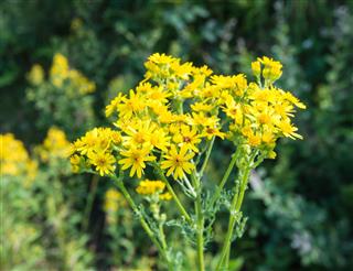 Blooming Ragwort