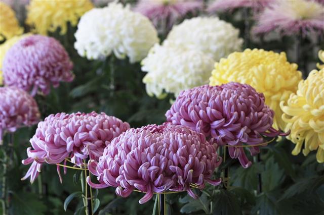 Chrysanthemum