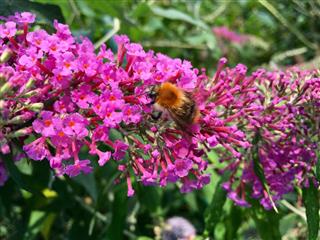 Bumblebee on a beautiful pink flower