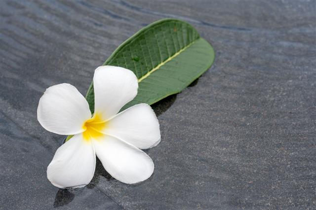 Plumeria Flowers Frangipani In Water Pool
