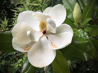 Magnolia Grandiflora
