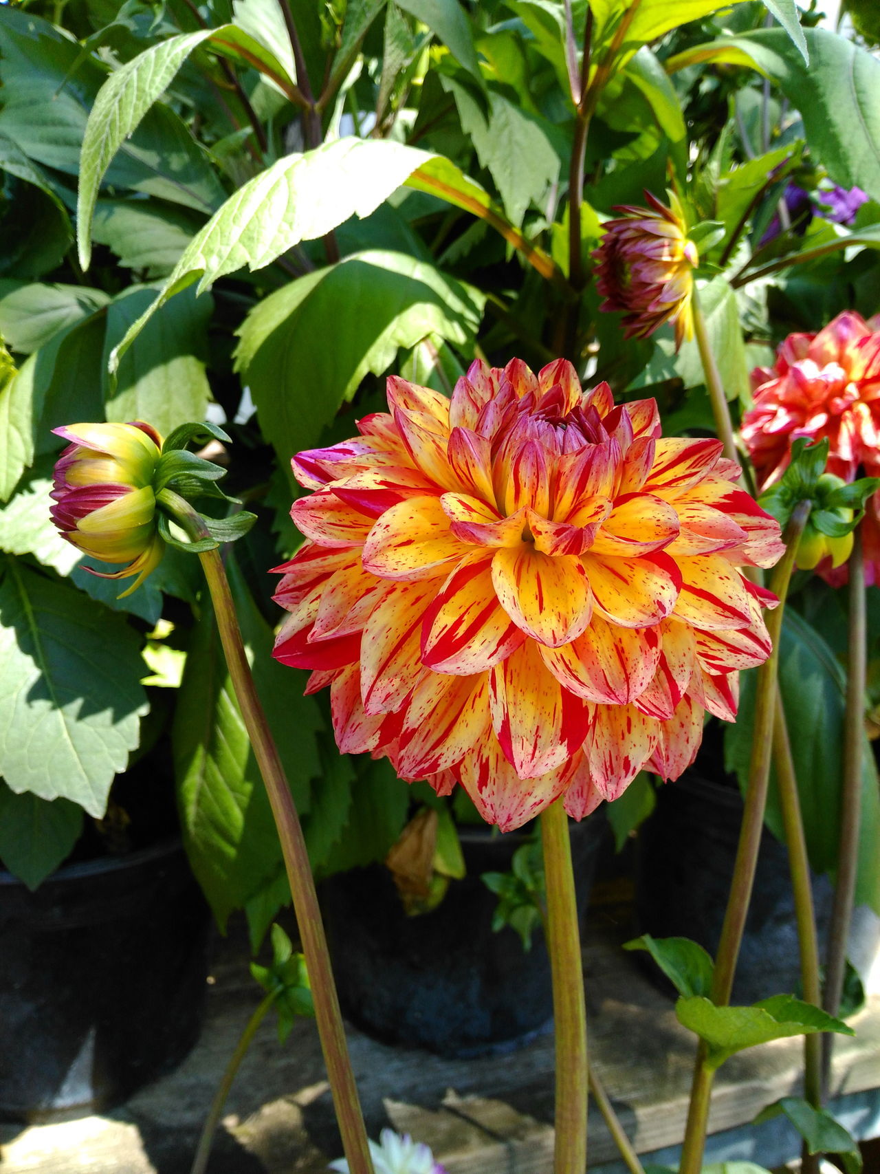 Dahlia Flowers